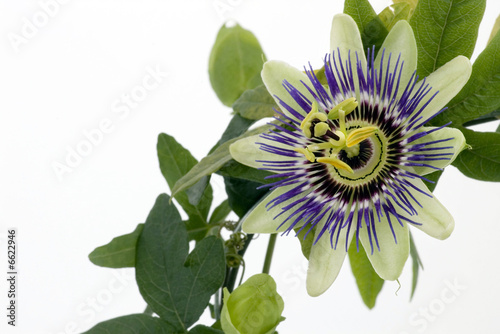 Photo: Purple Passionflower Purple Passionflower