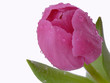 Tulpe