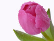 Tulpe