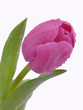 Tulpe