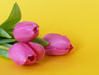 Muttertag,Tulpen