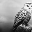 Stuffed owl