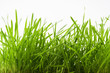 the fresh green grass the fresh green grass