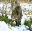 Wild boar Wild boar