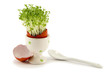 the red egg with growing cress the red egg with growing cress