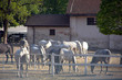 White horses