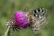 Beautiful butterfly on the flower