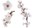 Photo en ligne au meilleur prix Plum-tree flowers. Design elements isolated on white.