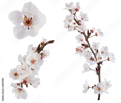 Foto: Plum-tree flowers. Design elements isolated on white. Plum-tree flowers. Design elements isolated on white.