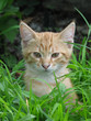 Chaton roux