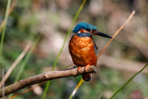 Photo: Martin Pescatore (Alcedo atthis) Martin Pescatore (Alcedo atthis)