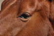 oeil cheval