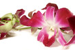 Orchid on white