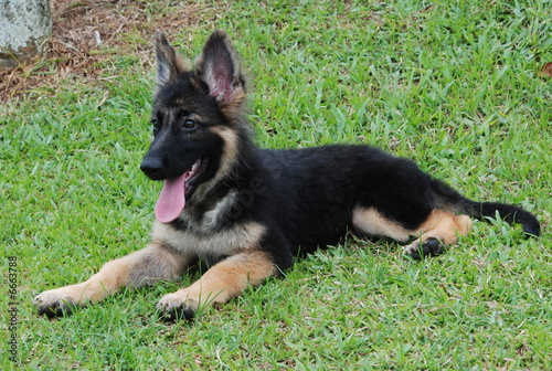 Photo: 3 months old german shepherd puppy 3 months old german shepherd puppy