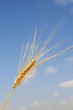 wheat 