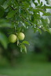 pommes