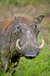 Portrait of  warthog