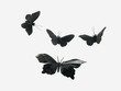 Butterfly and moth