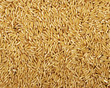 Background of  Wild Rice
