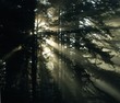 Light