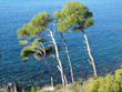 Verdure dans les calanques de Cassis
