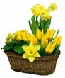Blumenkörbchen