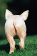 Rear view of a running piglet