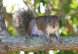 Squirrel on a Branch