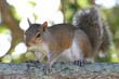 Squirrel on a Branch