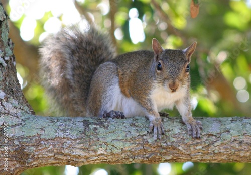 Photo: Squirrel on a Branch Squirrel on a Branch