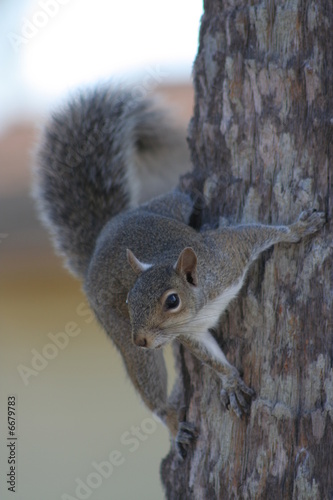 Photo: Squirrel on a Tree Squirrel on a Tree
