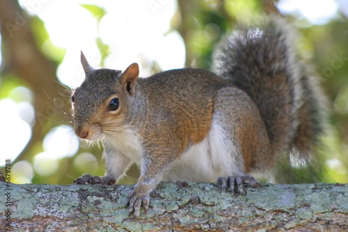 Photo: Squirrel on a Branch Squirrel on a Branch