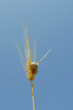 wheat-snail