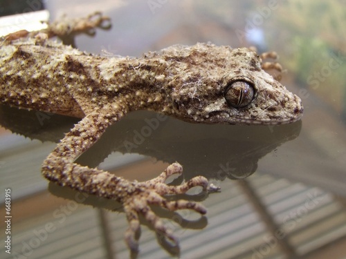 Foto: injured gecko 14 injured gecko 14