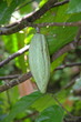 Bali 0121