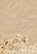 Foto: Plum-tree branck covered with flowers in grunge illustration Plum-tree branck covered with flowers in grunge illustration