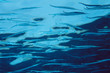 Shoal of needlefish