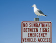 Seagull on sign Seagull on sign
