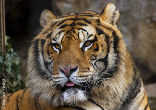 Foto: tigre siberiana tigre siberiana