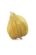 Physalis
