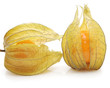 Physalis