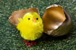 Chick Hatching from Golden Egg Chick Hatching from Golden Egg
