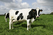 vache à lait