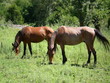 caballos en el campo