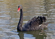 schwarzer Schwan