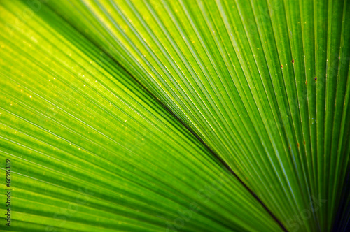 leaf
