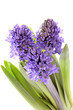 Blue hyacinth