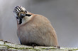Eurasian Jay