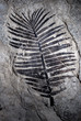 fossile