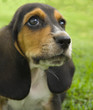 Basset Hound Puppy